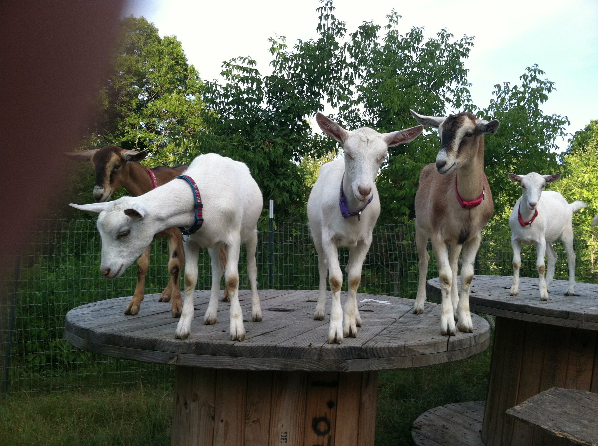 5 Interesting Facts About Goats That May Surprise You